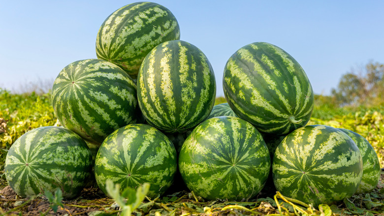 Watermelons in a growing field.