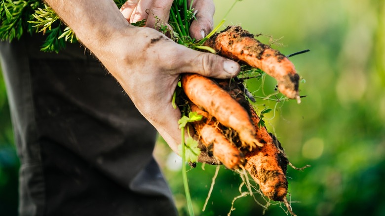 A farmer holds a bunch of freshly harvested carrots.