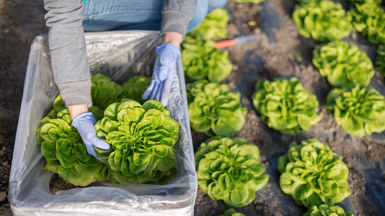 Person packing heads of lettuce into a bin at a farm.