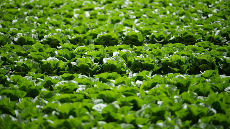 Many heads of lettuce growing in a field.