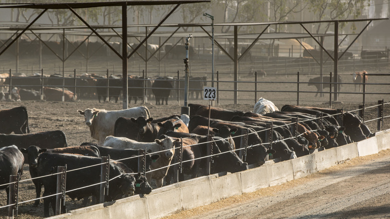 cows lined up in a row feeding at Harris Ranch Beef Company