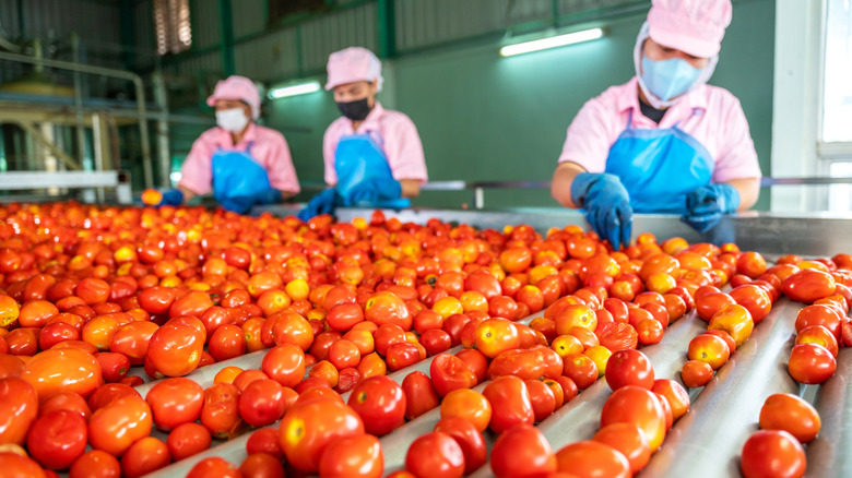 workers sorting tomatoes