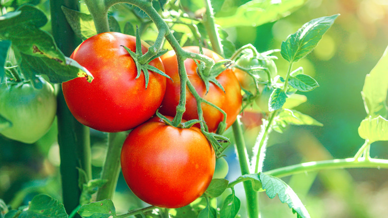 tomatoes on vine