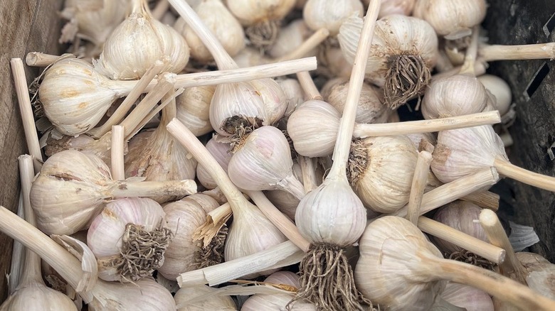 Garlic for sale at the Lawrence Farmers Market in Lawrence