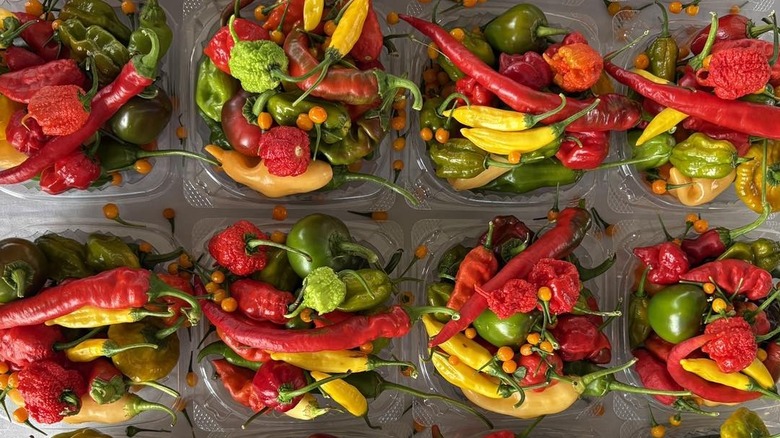 Chiles for sale at the Shreveport Farmers Market in Shreveport