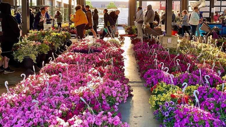 Flowers for sale at Eastern Market in Detroit
