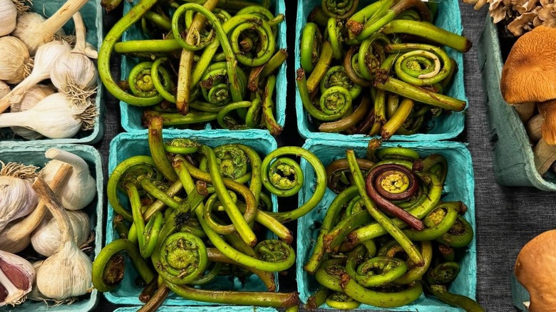 Cartons of fiddlehead ferns at The Tarrytown Sleep Hollow Farmers Market (TASH)