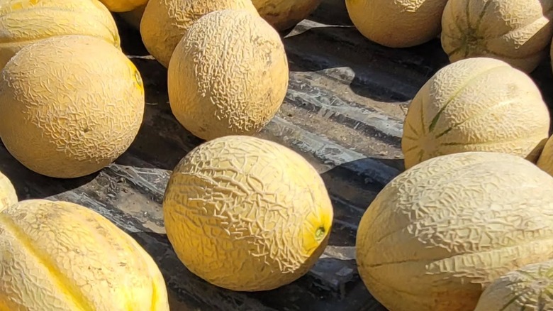 Melons for sale at Minot Farmers Market
