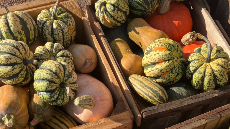 Squash for sale at the Burlington Farmers Market