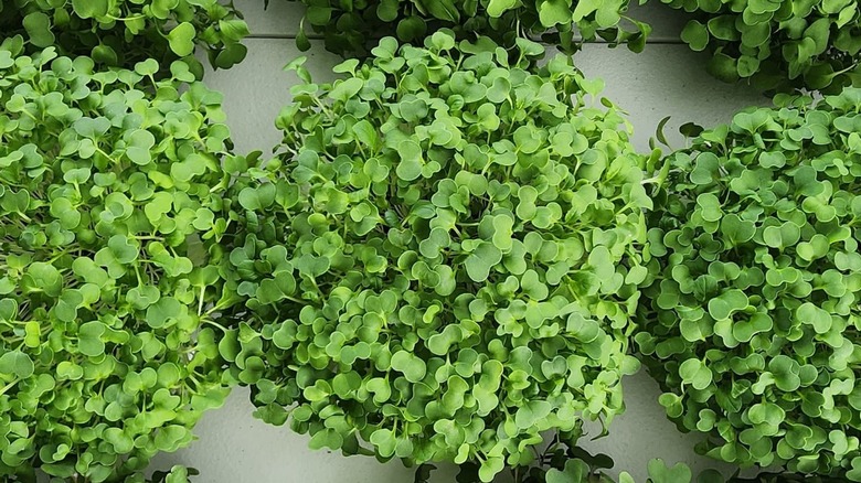 Fresh greens for sale at the Charlottesville City Market