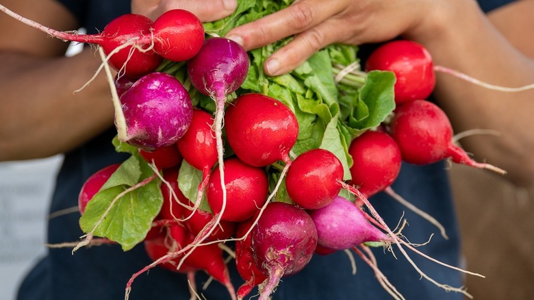 A person holding radishes at the Jackson Hole Farmers Market