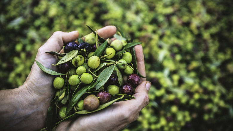 hands holding harvested olives