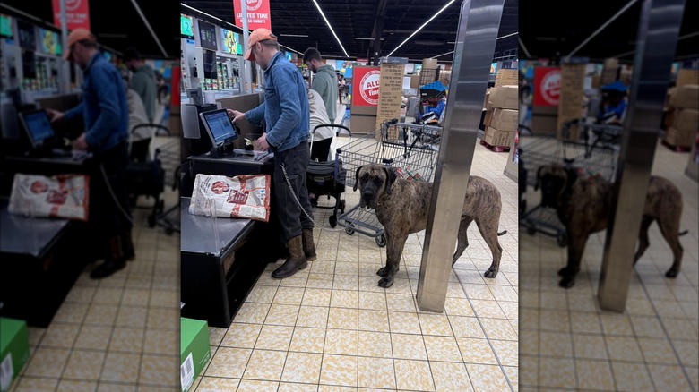 Person with dog on leash