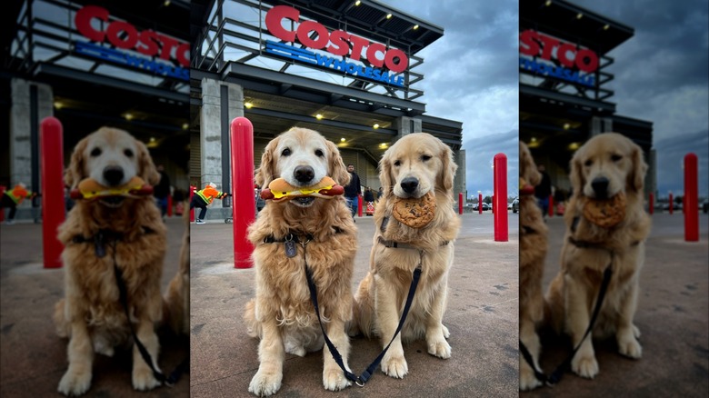 Golden retrievers outside of Costco