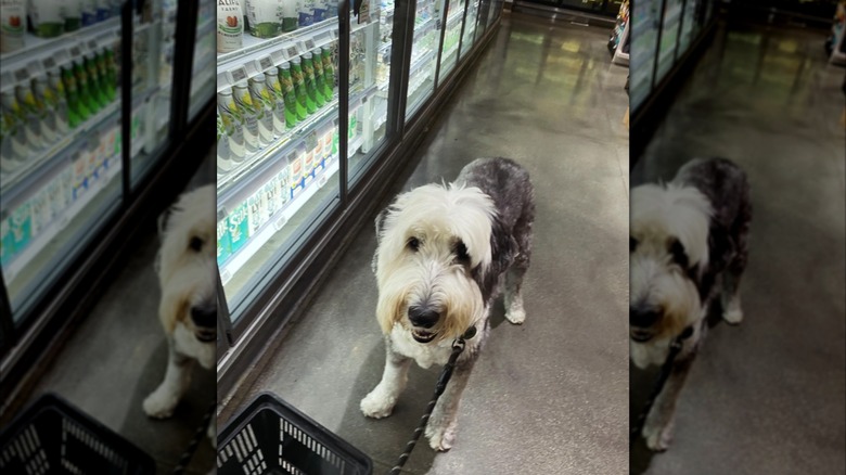 Dog in Erewhon aisle
