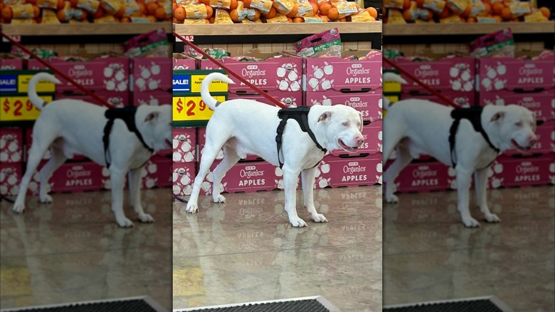 Dog in H-E-B store