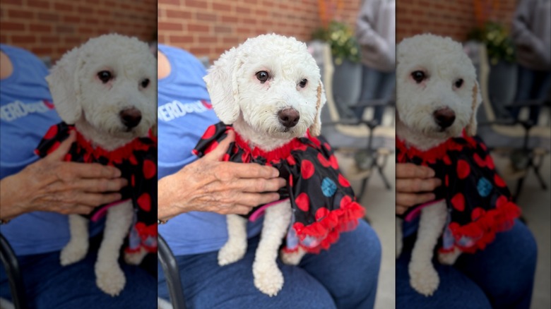 Dog at Hy-vee adoption event