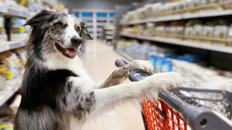 Dog holding a shopping cart