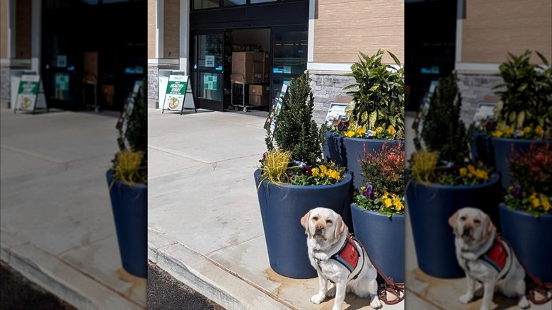Service dog outside of Sprouts