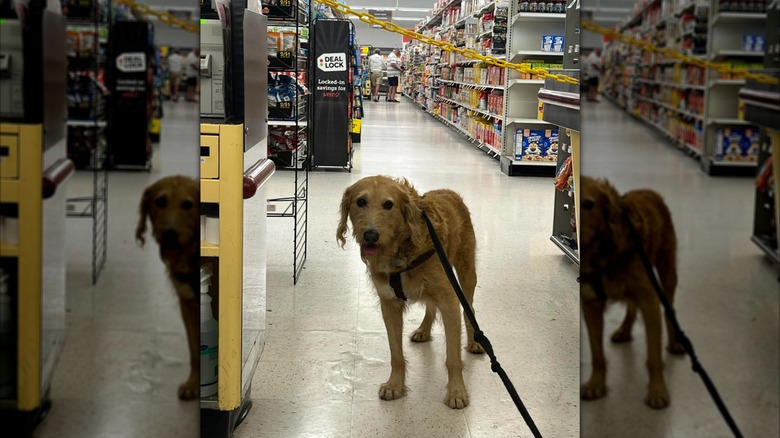 Lost dog in Stop & Shop