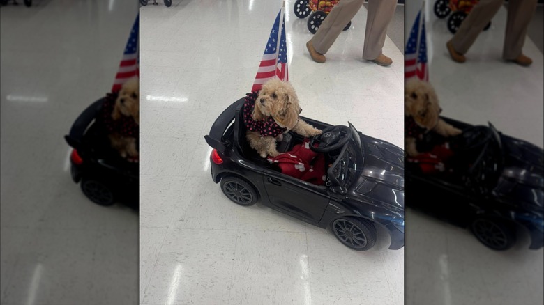 Dog in car in Target