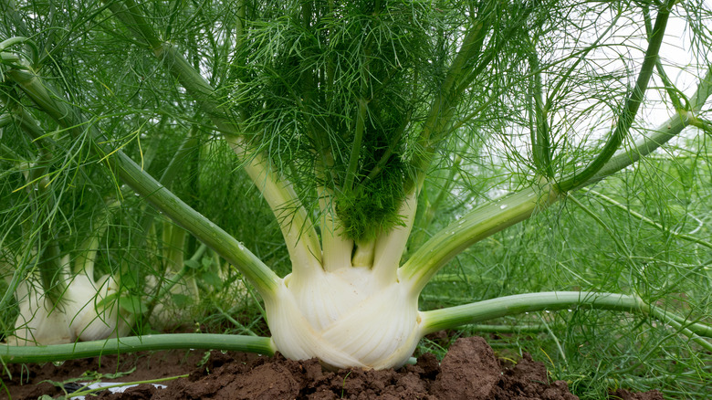 A whole fennel plant growing in the dirt