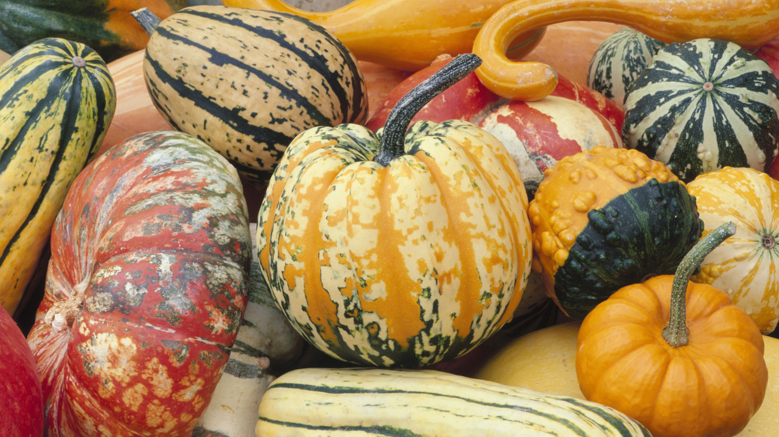 Michigan Produces The Most Winter Squash In America