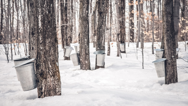A forest of maple trees with buckets to collect sap.