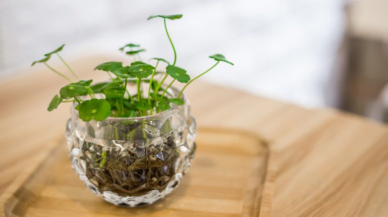 Houseplant in a glass bowl