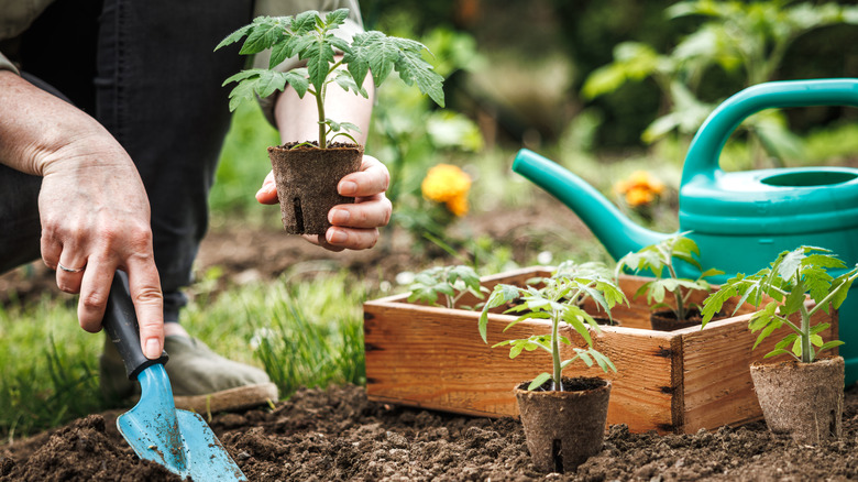 Farmer planting tomato seedling with biodegradable peat pot into soil at vegetable garden
