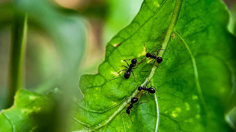 black ants on a damaged green leaf