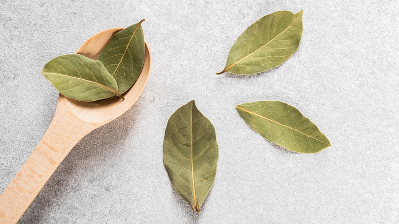 Fresh bay leaves on a wooden spoon.