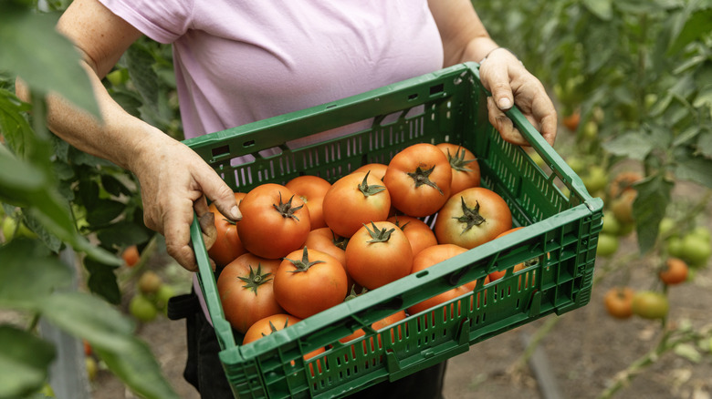 An individual holding a green crate full of ripe tomatoes just harvested.