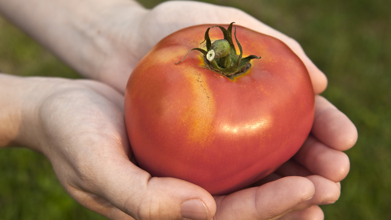 Hands holding a freshly-picked tomato.