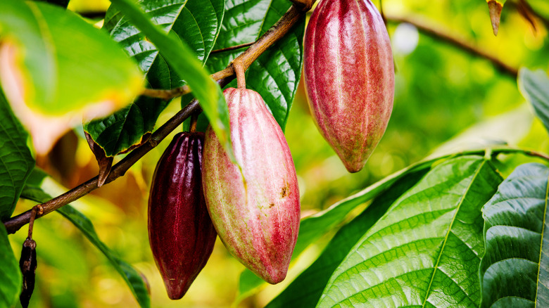 Theobroma cacao pods hanging from branch.