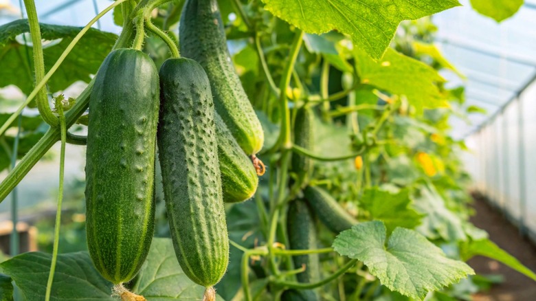 Cucumber plants growing in a greenhouse with large cucumbers on vines.