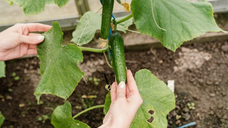 Human hands examining a growing cucumber plant in a garden.