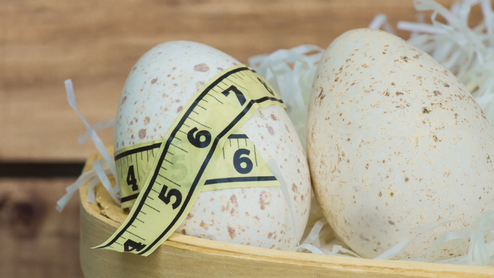 Why Dont We Eat Turkey Eggs