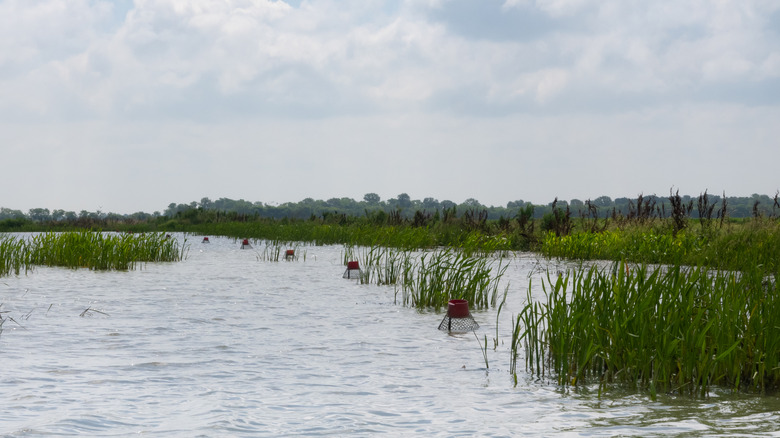 Crawfish traps with growing rice
