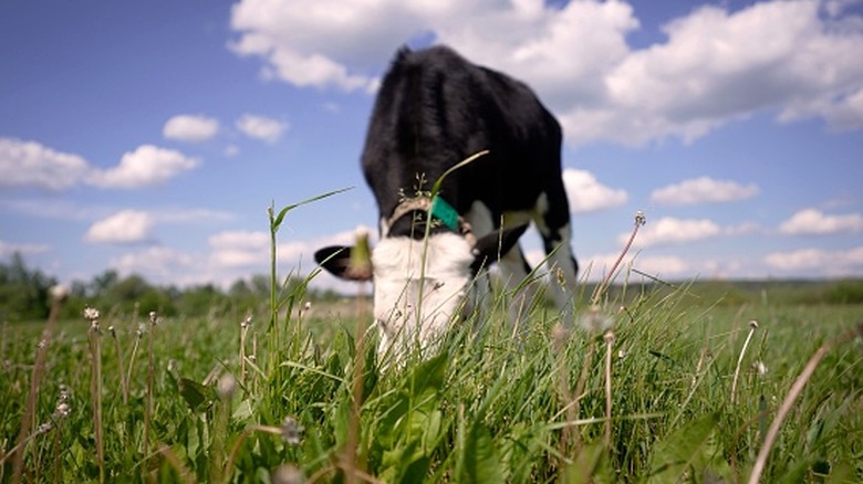 A cow in a field