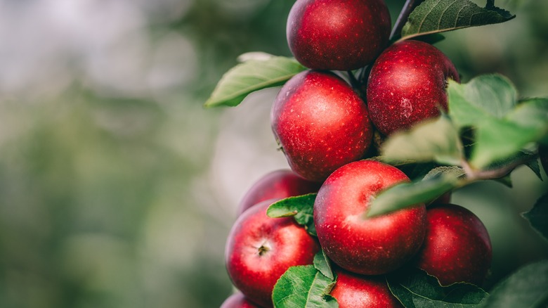 red apples growing on tree