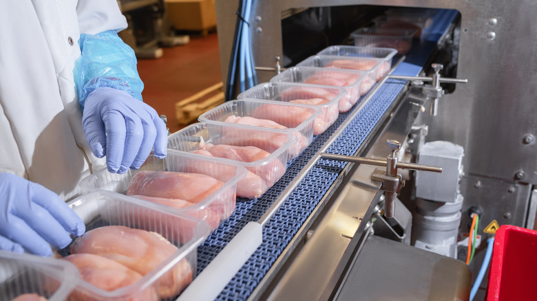 Raw chickens on conveyer belt