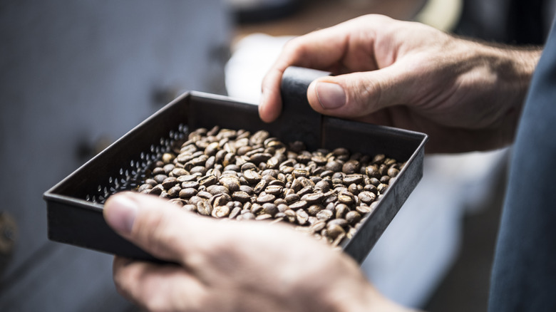 Freshly roasted coffee beans