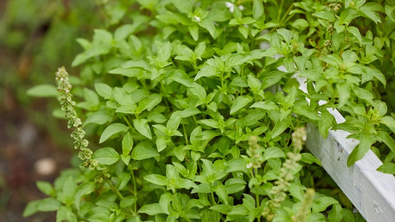 Fresh lemon basil in a garden