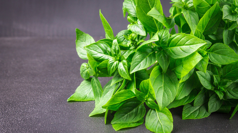 A bunch of lemon basil leaves