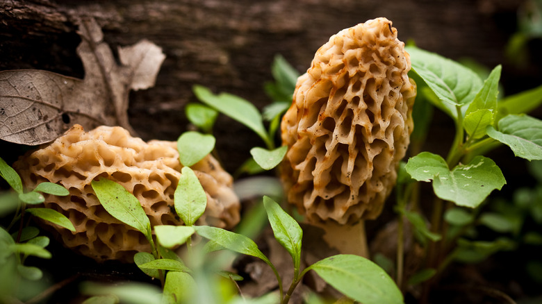 two wild morels with leaves