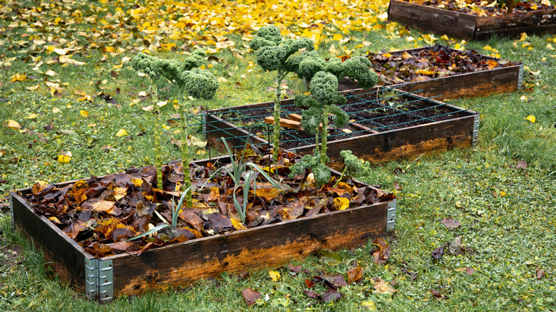 Leaf mulch covering fall garden beds