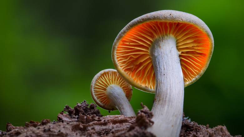 Mushroom sprouting from the ground