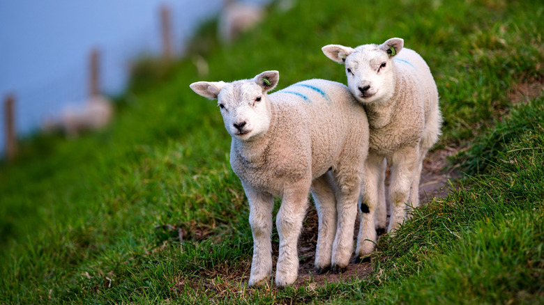 Two lambs on a hillside