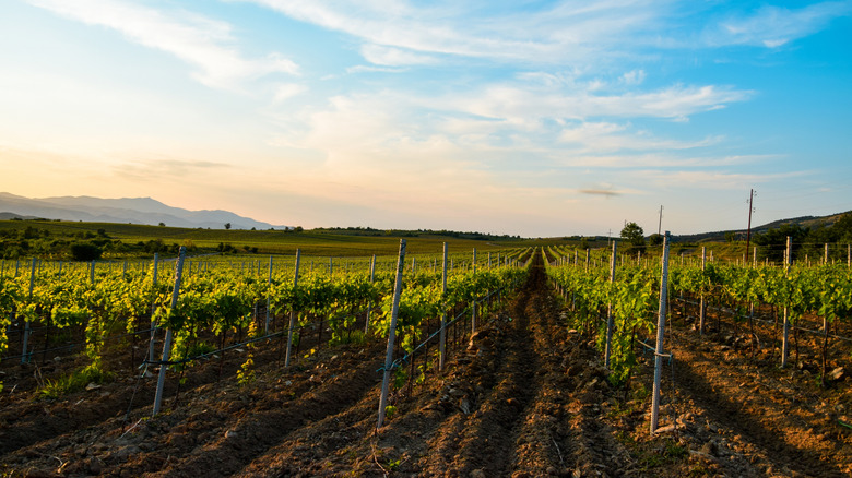 A vineyard in North Macedonia's Tikves wine region.
